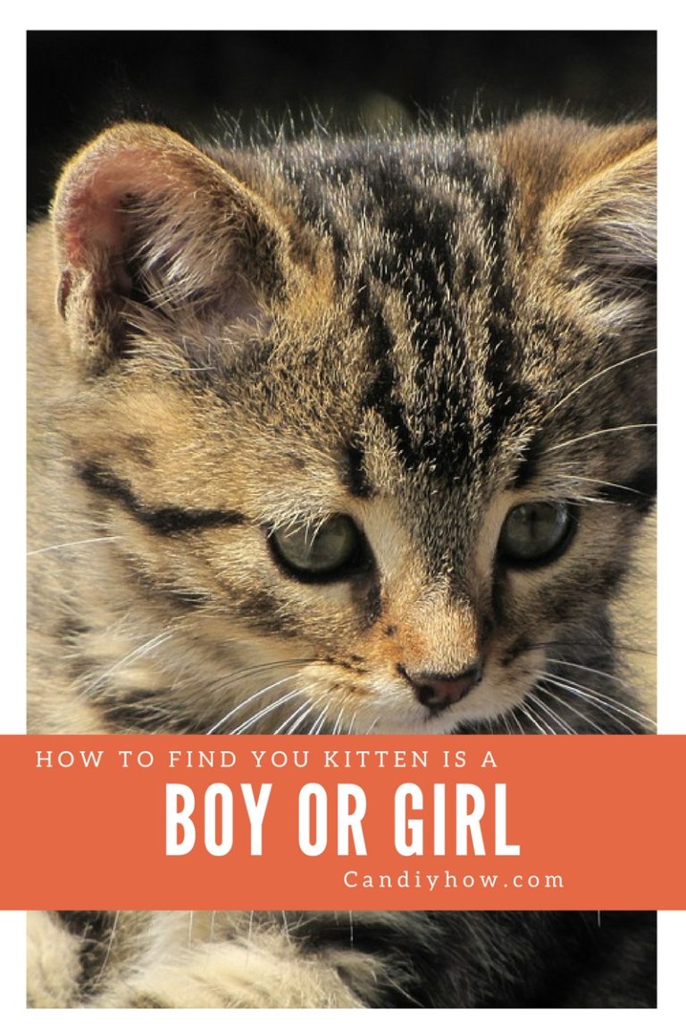 Where Should I See How To Determine The Sex Of A Kitten Steps