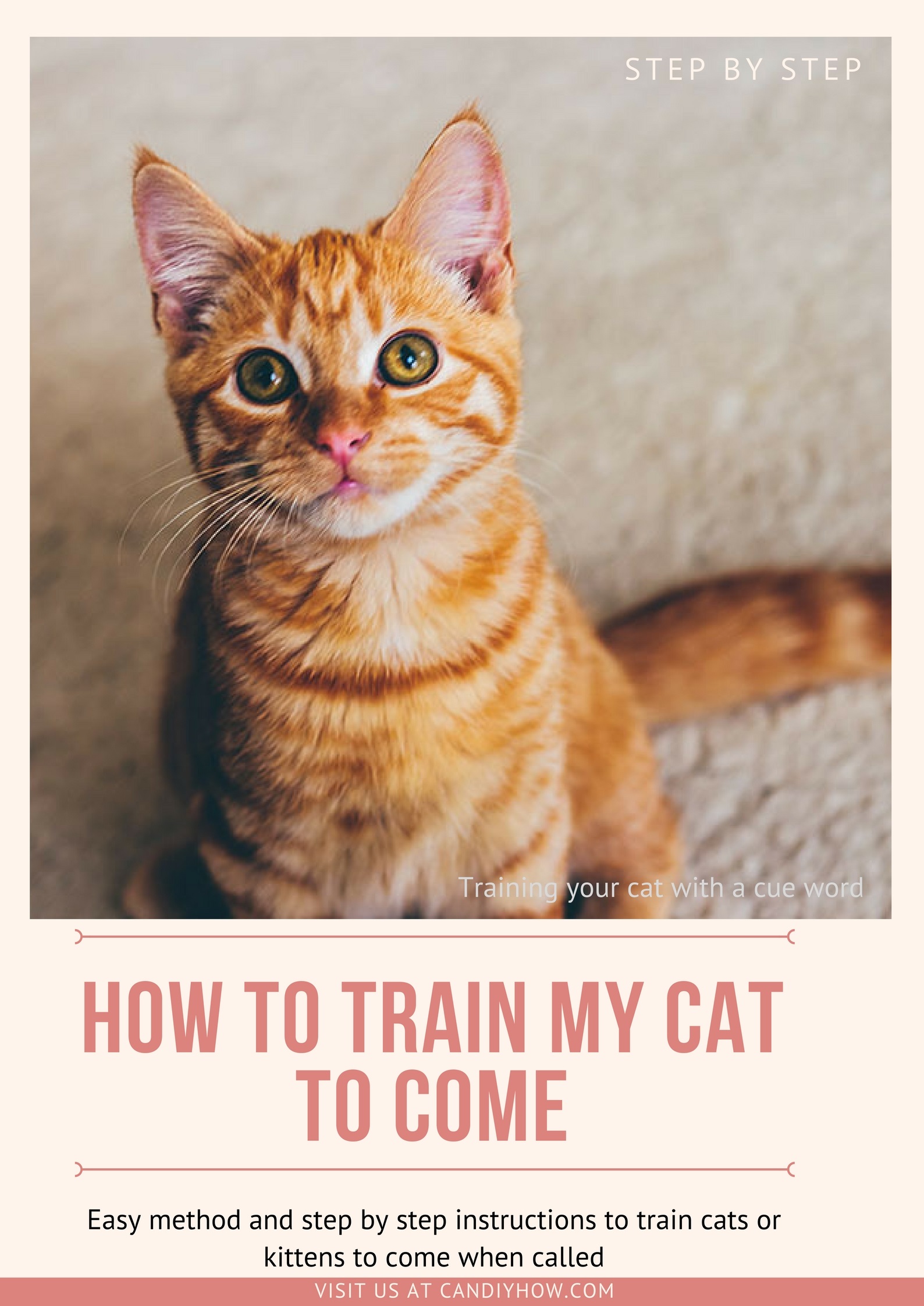 How To Use Cue Word N Treats Training My Cat To Come When