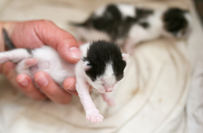 what do newborn kittens look like