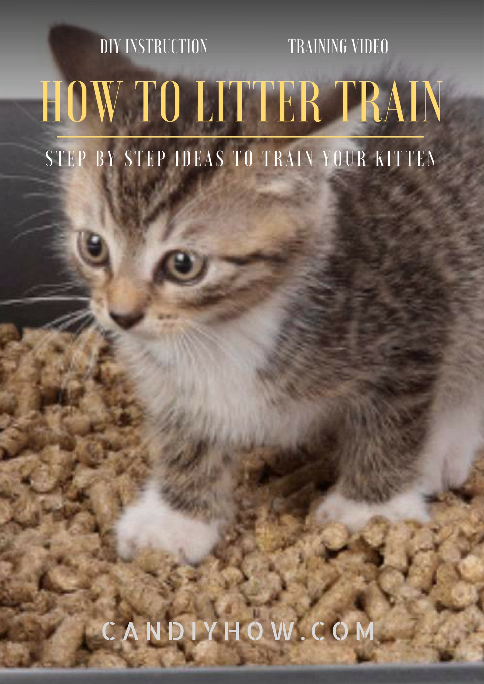 Here is Your Litter Box Kitty How Can I Litter Train My Kitten ( DIY